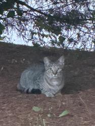 Found/Stray Unknown Cat last seen Refuge Family Life Center, Henderson County, NC 28792