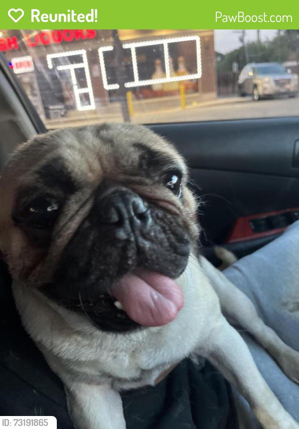 Reunited Male Dog last seen Cicero Ave and Erie street, Chicago, IL 60644