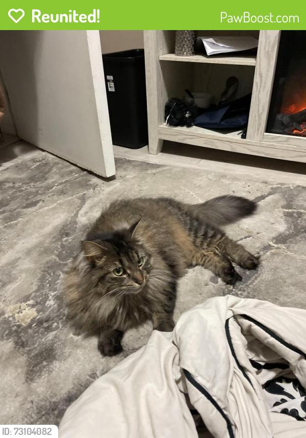 Reunited Female Cat last seen Near Queen square, Saint John, NB E2L 1Y9
