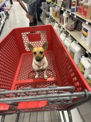Lost Female Dog last seen Near th Ln N / Cheetham, The Acreage, FL 33470