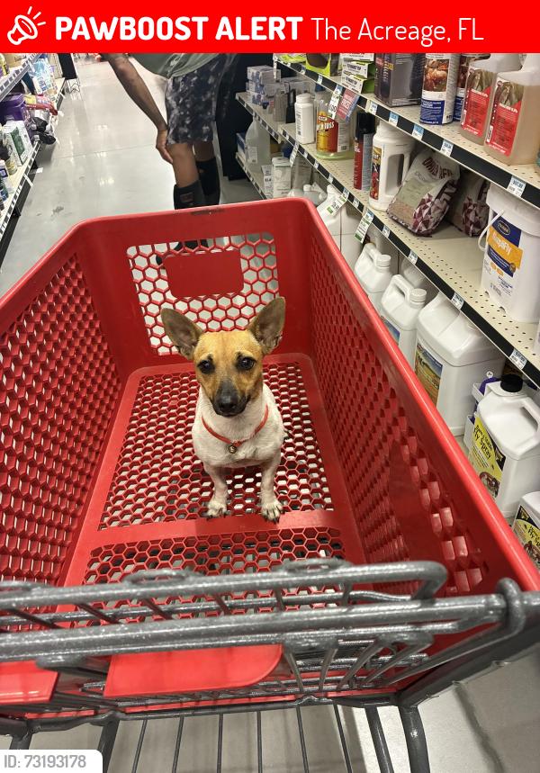 Lost Female Dog last seen Near th Ln N / Cheetham, The Acreage, FL 33470