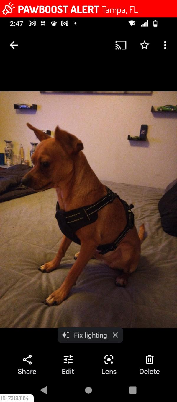 Lost Male Dog last seen Near w sligh Ave, Tampa, FL 33604