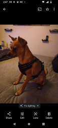 Lost Male Dog last seen Near w sligh Ave, Tampa, FL 33604