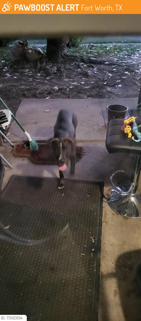 Found/Stray Female Dog last seen Rooming around Conroy Street, Fort Worth, TX 76134