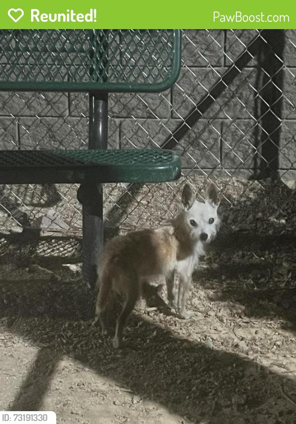 Reunited Male Dog last seen Water street, Henderson, NV 89015