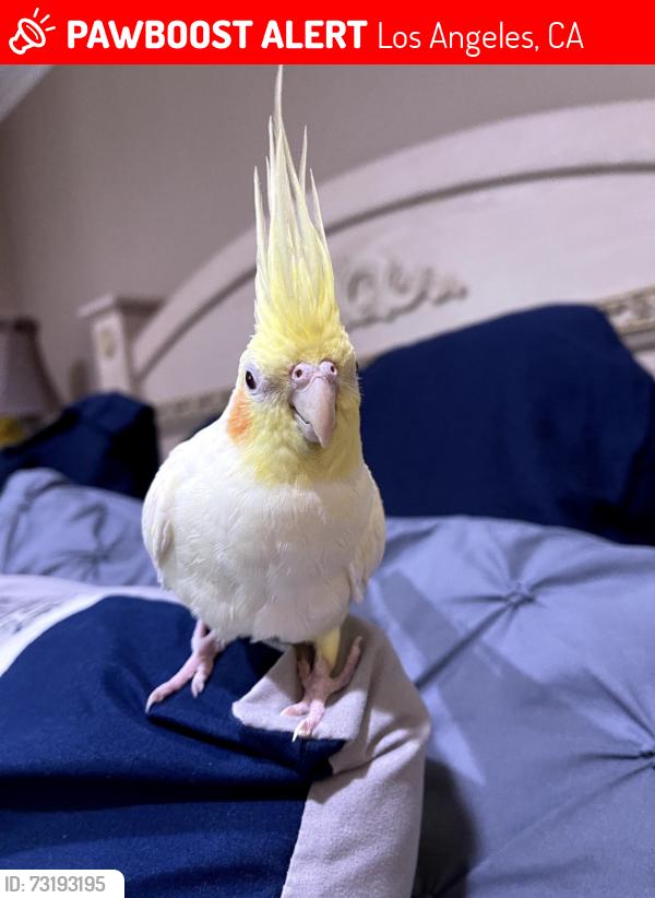 Lost Unknown Bird last seen Havenhurst, Los Angeles, CA 91343