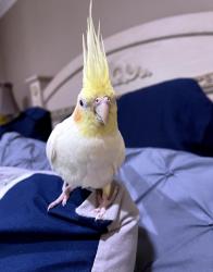 Lost Unknown Bird last seen Havenhurst, Los Angeles, CA 91343