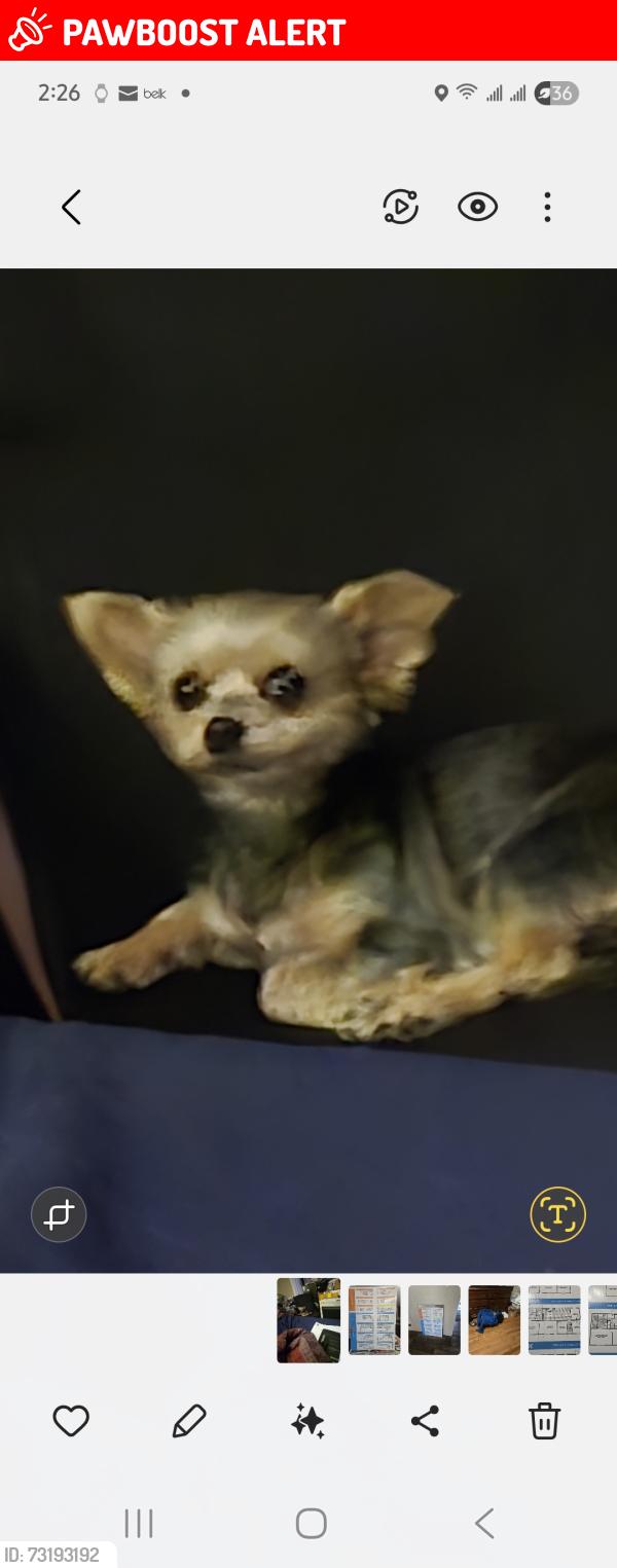 Lost Female Dog last seen Just one more, Greenwood County, SC 29666