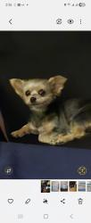 Lost Female Dog last seen Just one more, Greenwood County, SC 29666