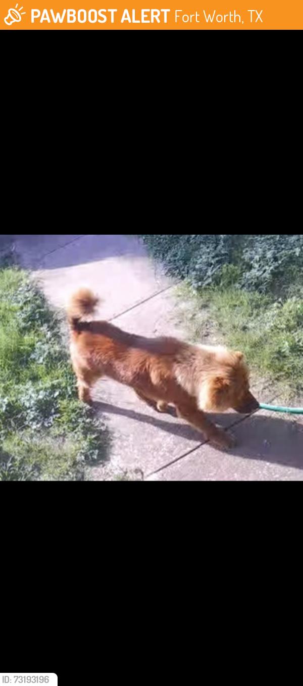 Found/Stray Male Dog last seen Across from Joy James Leadership Academy, Fort Worth, TX 76114
