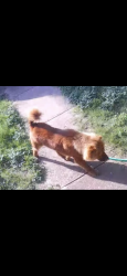 Found/Stray Male Dog last seen Across from Joy James Leadership Academy, Fort Worth, TX 76114