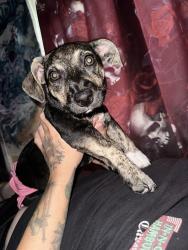 Lost Female Dog last seen Buffalo St and Lineberger St, Shelby, NC 28150
