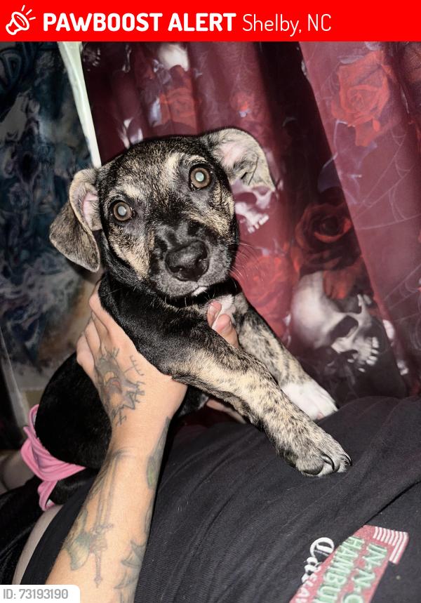 Lost Female Dog last seen Buffalo St and Lineberger St, Shelby, NC 28150