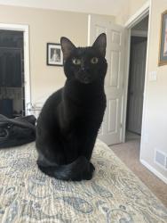 Reunited Female Cat last seen Bear Creek Blvd & Morrison Rd, Lakewood, CO 80228