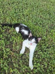 Reunited Unknown Cat last seen Summer place, League City, TX 77573