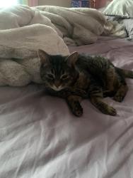 Lost Female Cat last seen N. Cape Rd., Muskego, WI 53150