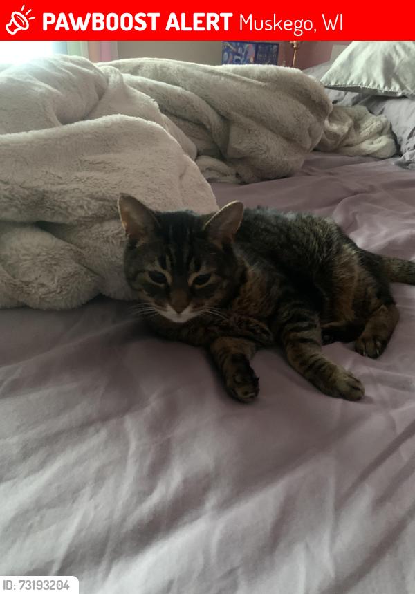 Lost Female Cat last seen N. Cape Rd., Muskego, WI 53150