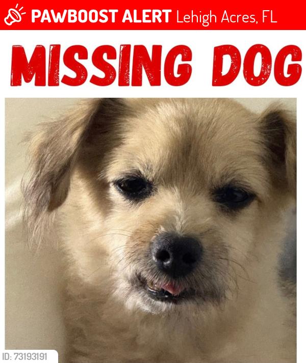 Lost Male Dog last seen Joan Ave S and 4th St Sw, Lehigh Acres, FL 33976