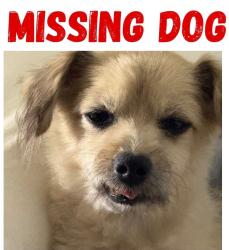 Lost Male Dog last seen Joan Ave S and 4th St Sw, Lehigh Acres, FL 33976