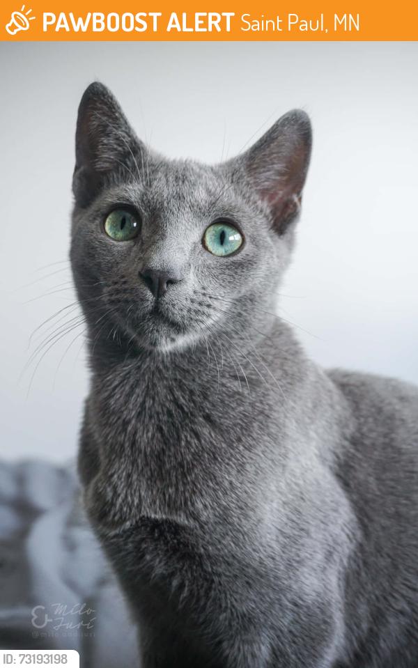 Found/Stray Unknown Cat last seen Stewart Ave and Bay St, Saint Paul, MN 55102