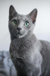 Found/Stray Unknown Cat last seen Stewart Ave and Bay St, Saint Paul, MN 55102