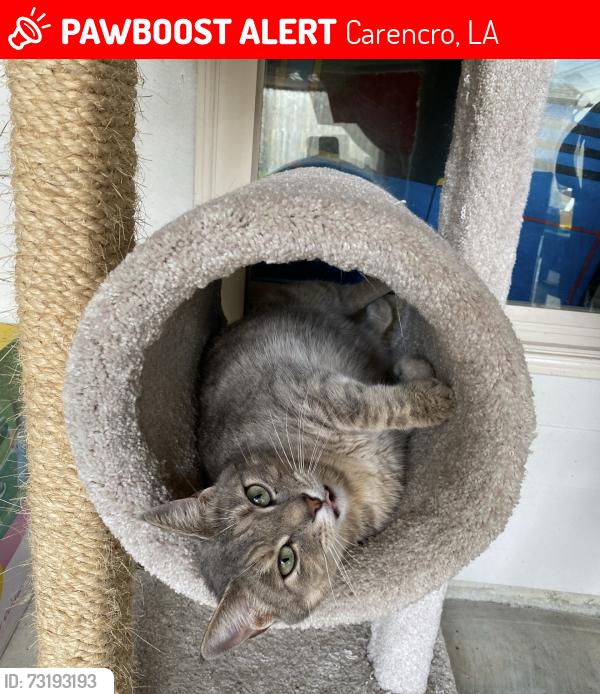 Lost Female Cat last seen Last seen in our backyard on Rue Des Etoiles, Carencro, LA 70520, Carencro, LA 70520