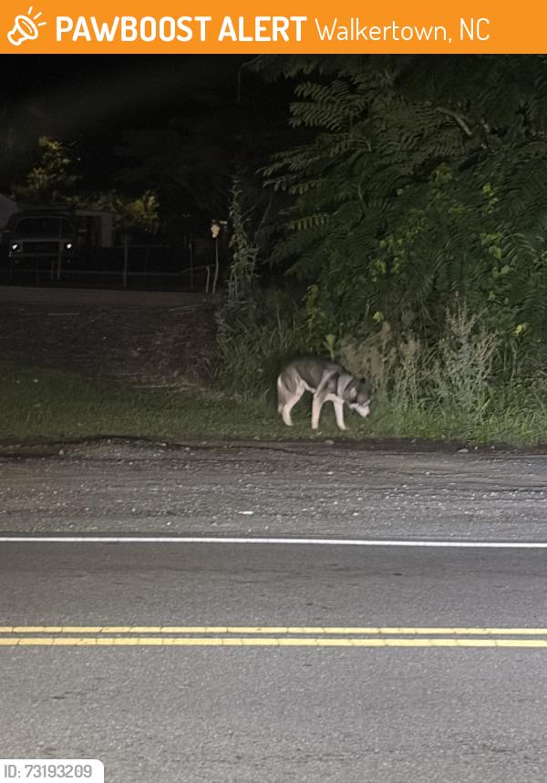 Found/Stray Unknown Dog last seen right infront of gas station, Walkertown, NC 27051
