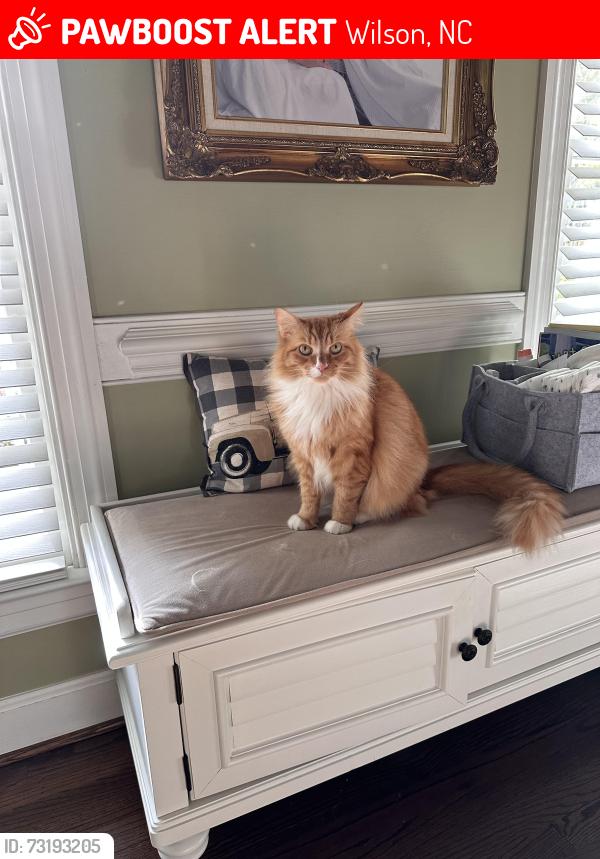 Lost Male Cat last seen Firestone Lane, Wilson, NC 27896