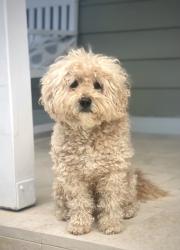 Lost Male Dog last seen Bar beach ave, The Junction, NSW 2291