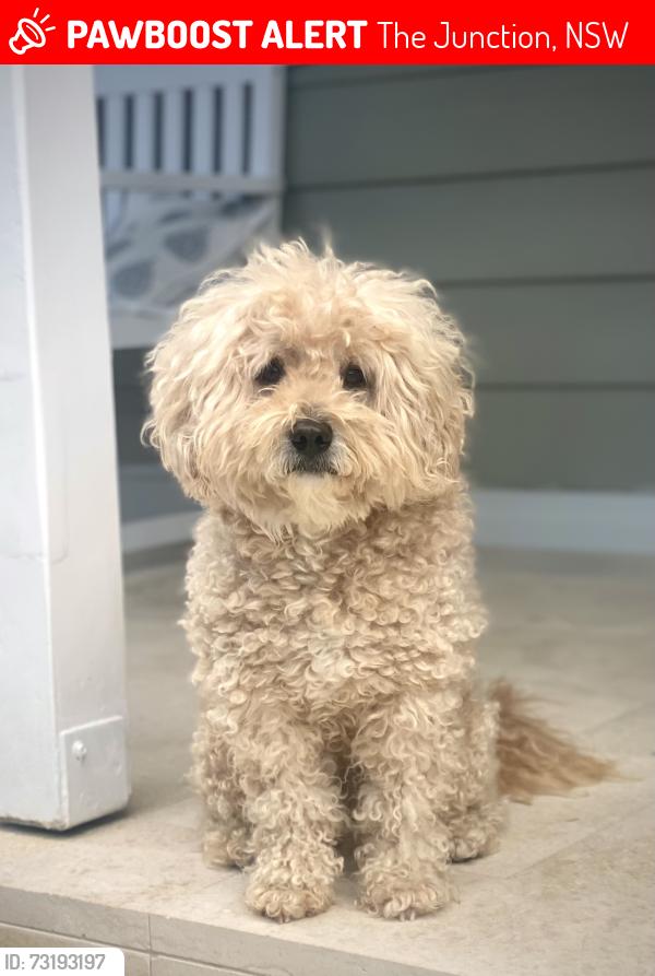 Lost Male Dog last seen Bar beach ave, The Junction, NSW 2291