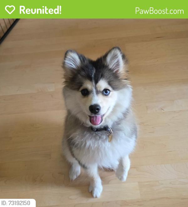 Reunited Female Dog last seen 9th Ave and 7th Street, Kirkland, WA 98033