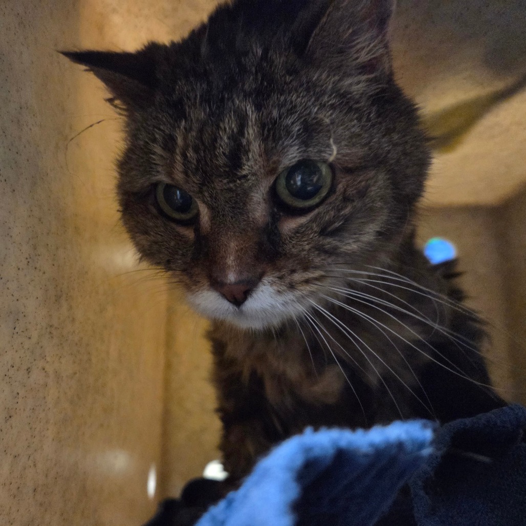 Shelter Stray Female Cat last seen , 361 S Raymond Ave, Pasadena, CA 91105, USA