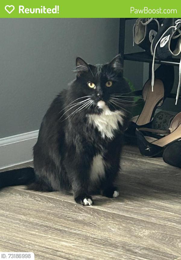 Reunited Male Cat last seen Sunset Terrace apts on Walnut and Alto, North Las Vegas, NV 89030