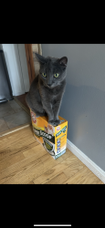 Lost Male Cat last seen Mount Mansfield High School, Jericho, VT 05465