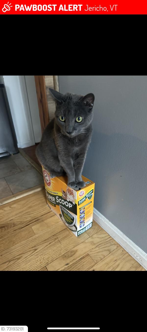 Lost Male Cat last seen Mount Mansfield High School, Jericho, VT 05465