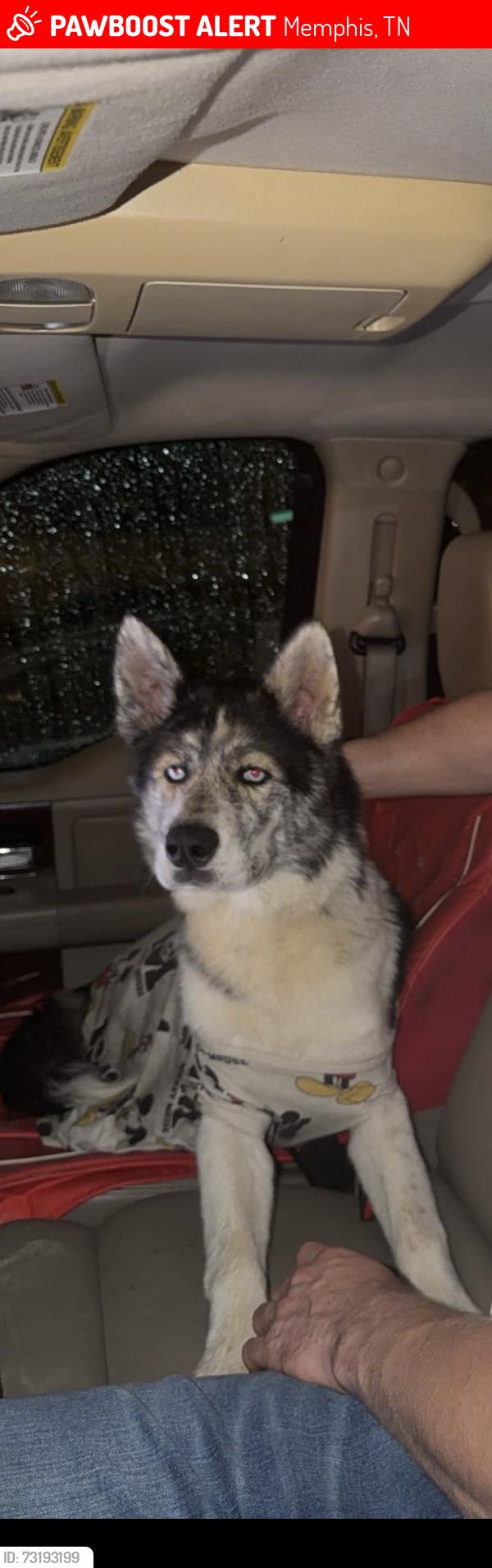 Lost Male Dog last seen Prescott rd, Memphis, TN 38118