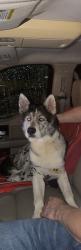 Lost Male Dog last seen Prescott rd, Memphis, TN 38118