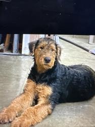 Lost Male Dog last seen Village elementary school north highlands, North Highlands, CA 95660