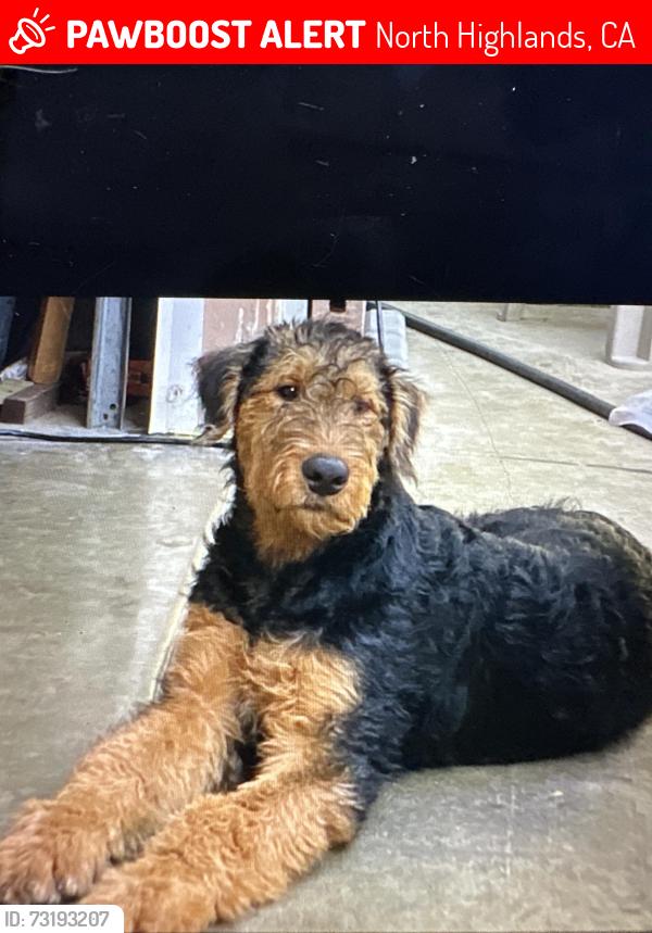 Lost Male Dog last seen Village elementary school north highlands, North Highlands, CA 95660