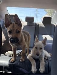 Found/Stray Unknown Dog last seen Near Perris Blvd Moreno Valley, CA 92553 United States, Moreno Valley, CA 92553