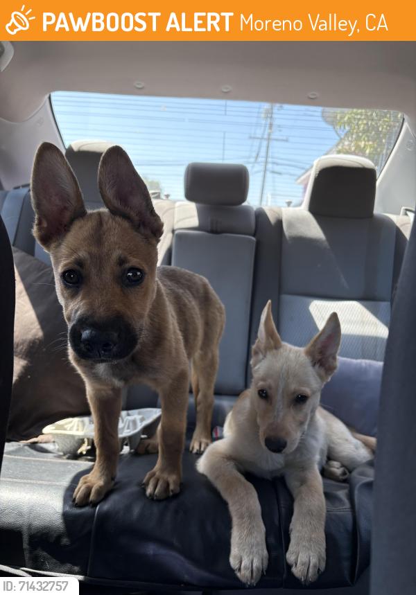 Found/Stray Unknown Dog last seen Near Perris Blvd Moreno Valley, CA 92553 United States, Moreno Valley, CA 92553