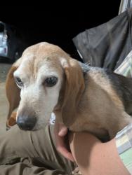 Reunited Male Dog last seen Tower Rd, Thomasville, NC 27360