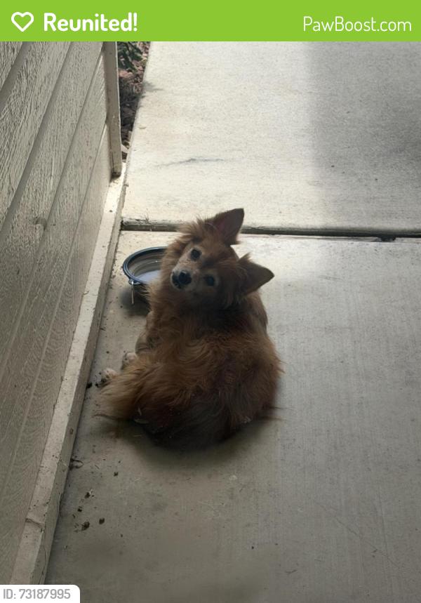 Reunited Unknown Dog last seen Gleeson Ct Bakersfield ca, Bakersfield, CA 93311