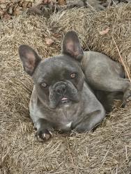 Reunited Female Dog last seen Sinyard Circle, Hiram, GA 30141
