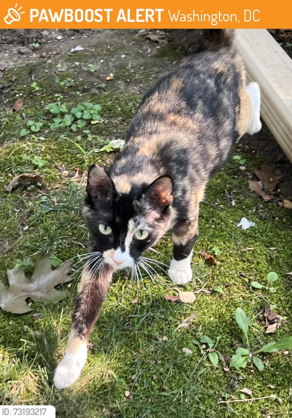 Found/Stray Female Cat last seen 3rd Street NW and Webster Street, NW, Washington, DC 20011