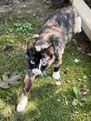 Found/Stray Female Cat last seen 3rd Street NW and Webster Street, NW, Washington, DC 20011