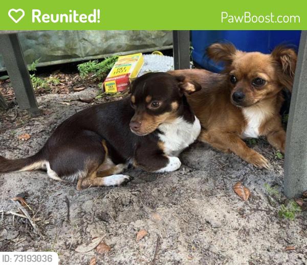 Reunited Male Dog last seen Near Oak Ave, Sorrento, FL 32776, USA, Sorrento, FL 32776