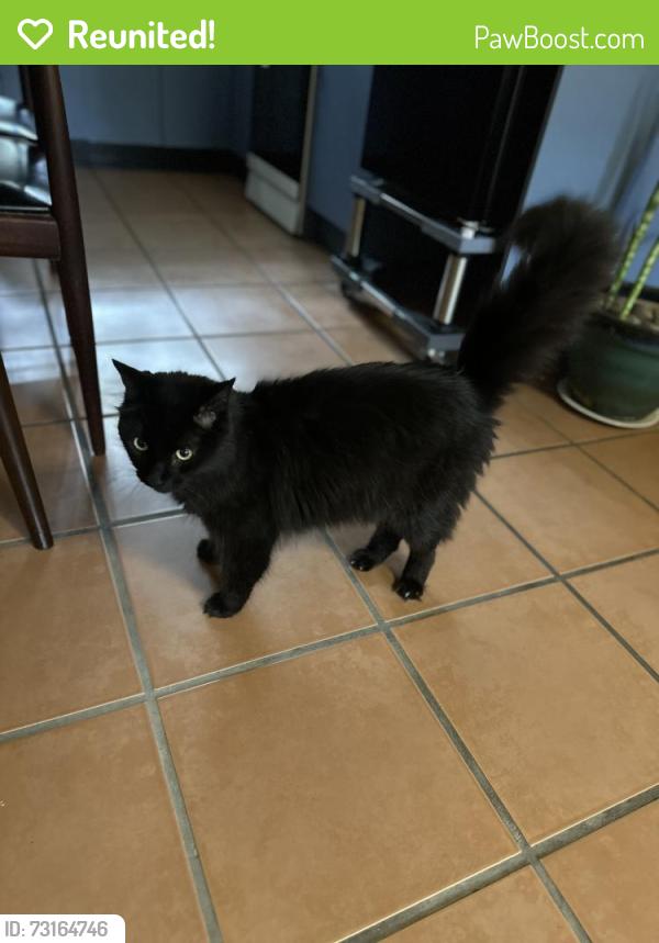 Reunited Unknown Cat last seen Miskin street, Toowong, QLD 4066