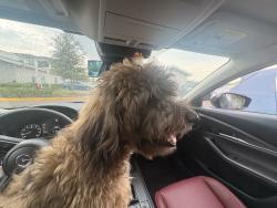 Found/Stray Male Dog last seen Aventon isabelle, Orlando, FL 32822
