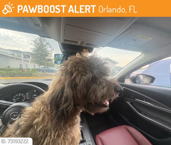 Found/Stray Male Dog last seen Aventon isabelle, Orlando, FL 32822